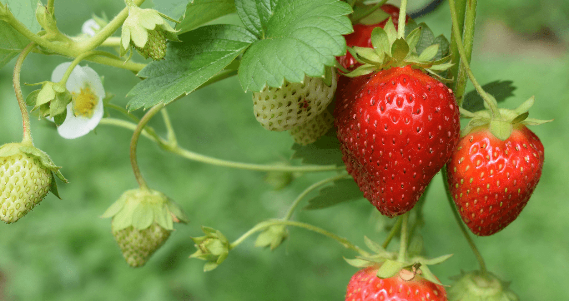 Fresh strawberries on plant