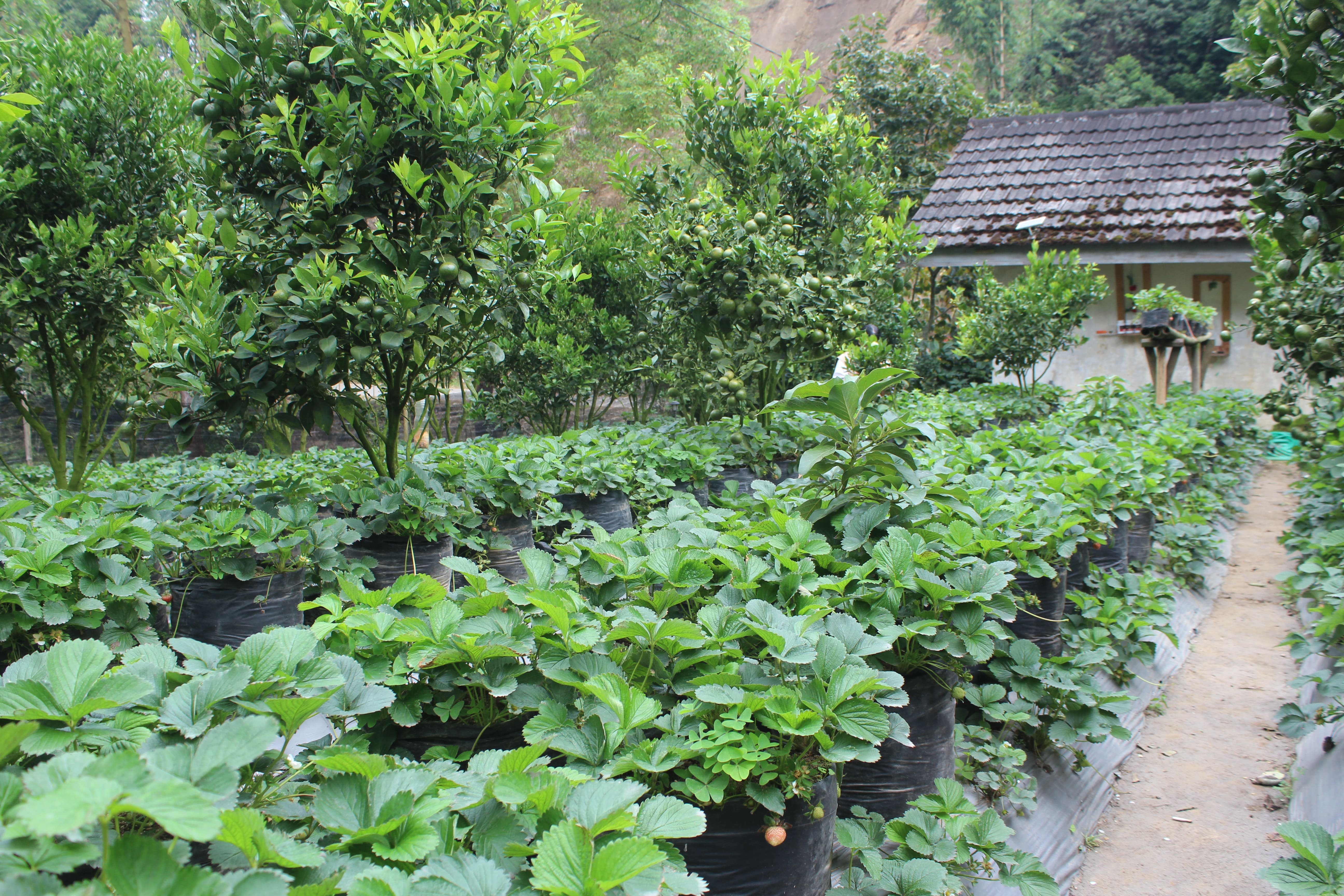 Fresh strawberries in colander